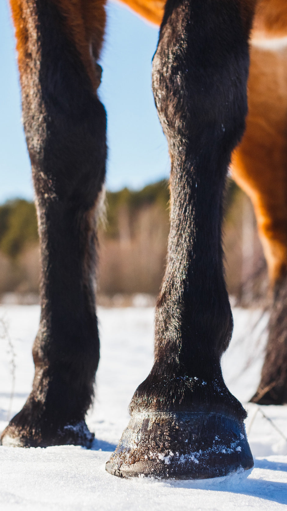 Pferdereiten mit der ultimativen Heizweste von WE-R-WILD